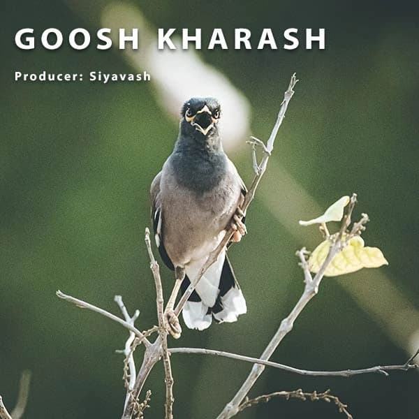 Goosh kharash