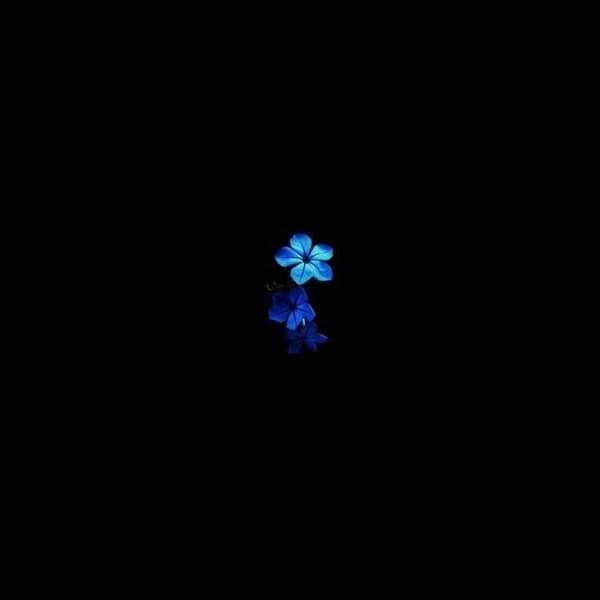 Orchid